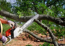 Best Tree Preservation Services  in Olivia, MN