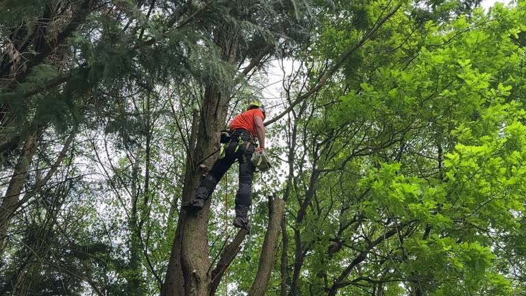 Best Root Management and Removal  in Olivia, MN